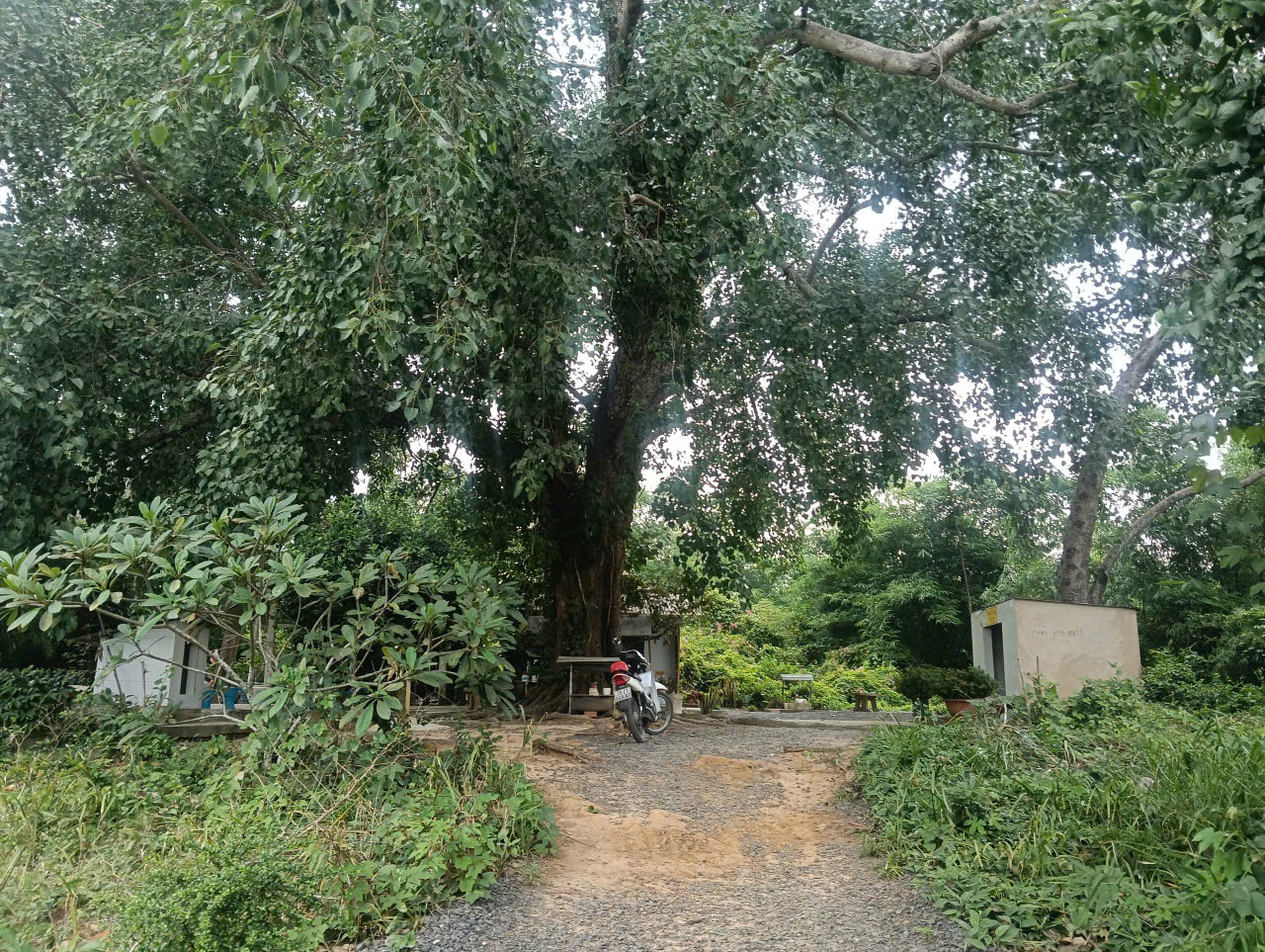 Di tích khảo cổ Bến Đình