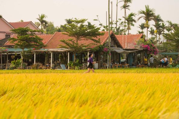 Mùa lúa chín Đồng Tháp Mười, vẻ đẹp bình dị miền Tây Ninh