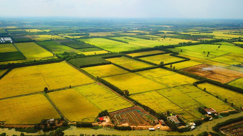 NGẮM NHỮNG ĐỒNG LÚA CHÍN VÀNG ĐẸP NHƯ TRANH VẼ Ở LONG AN